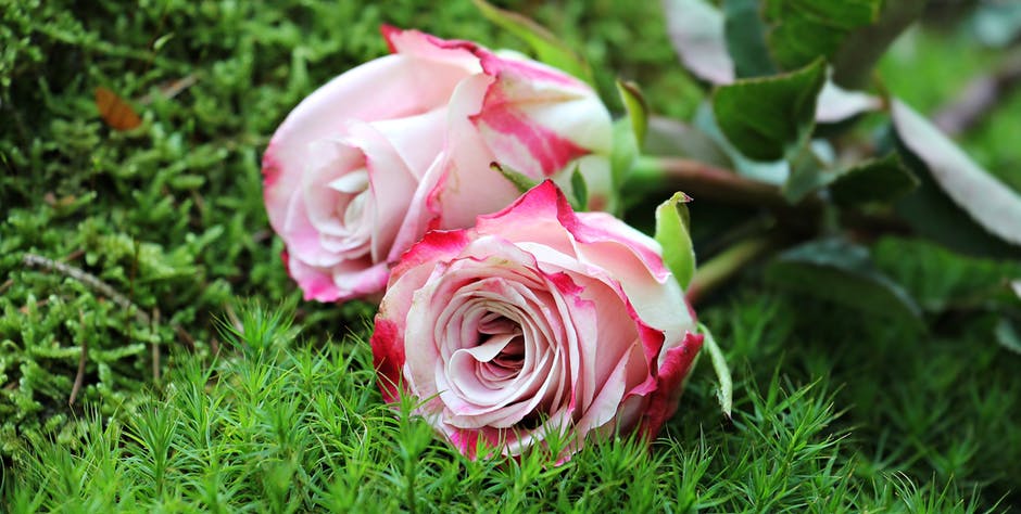 粉红玫瑰花的特写