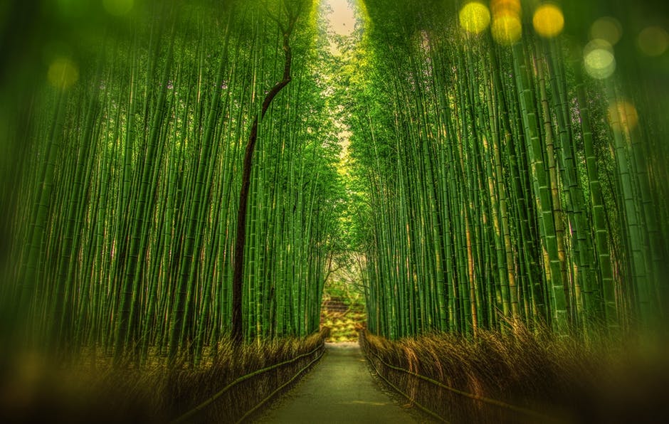 竹林景观