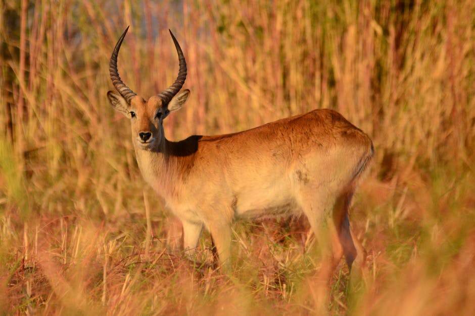 高清动物图片-动物摄影-antelope