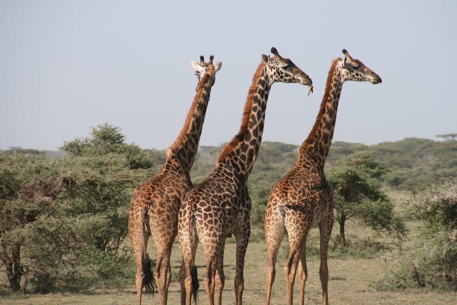 非洲高清动物图片-动物摄影-动物