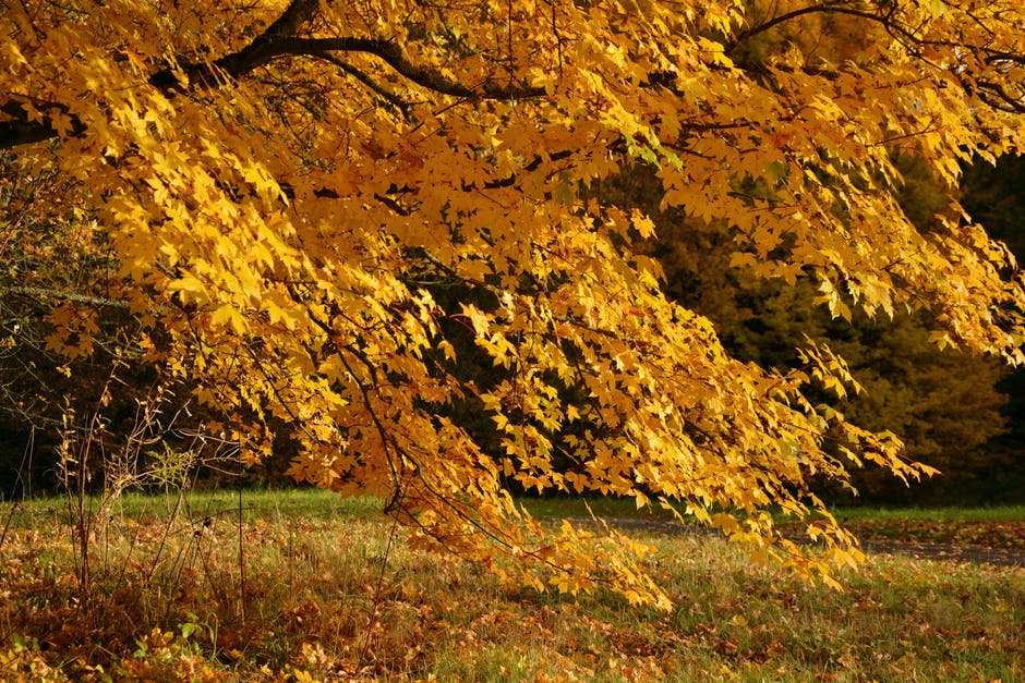 秋天-秋天-落叶的高清照片