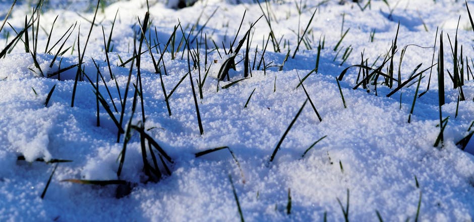 冷-草-雪照片
