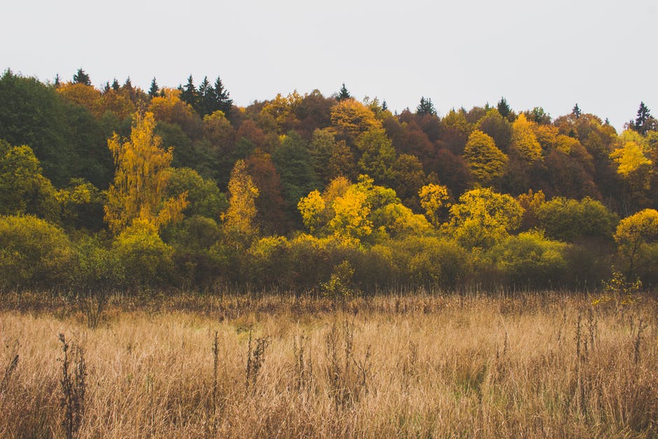秋色-森林-草地高清照片