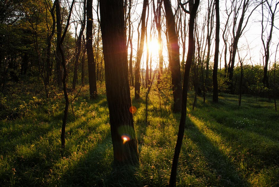 阳光透过树林中的阳光