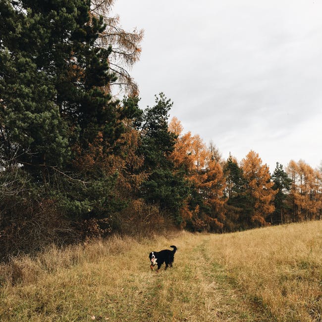站在森林里的矮小的黑白相间的狗