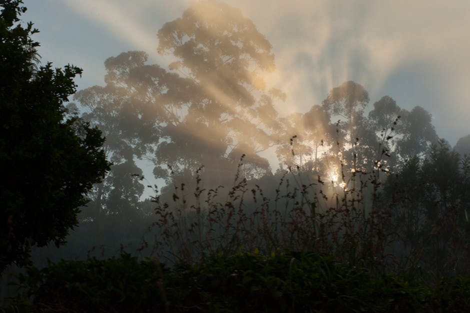 黎明-白昼-雾气的高清照片