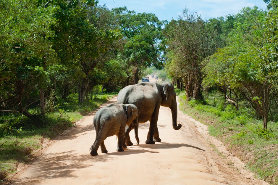 大象走路