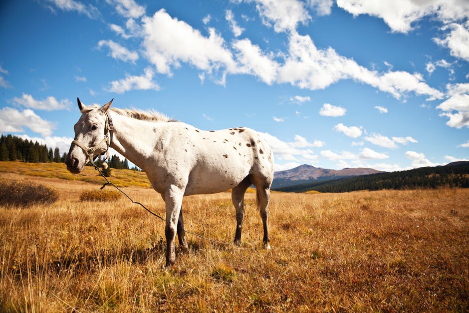 农业-动物-骑兵高清照片