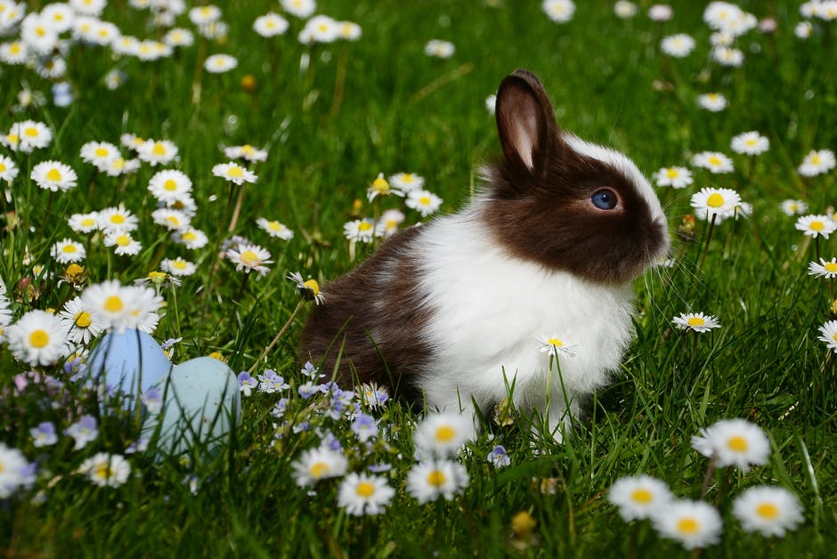 动物高清照片-光明兔