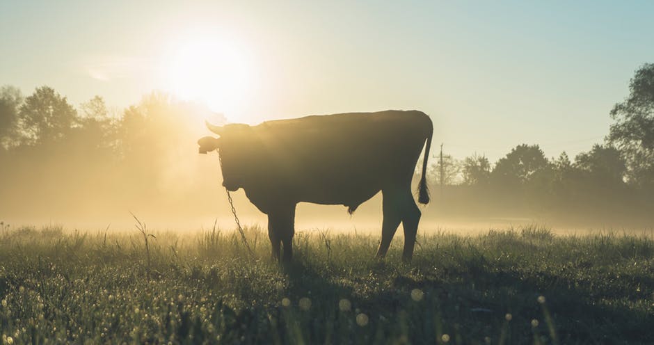 农业-动物-公牛高清照片