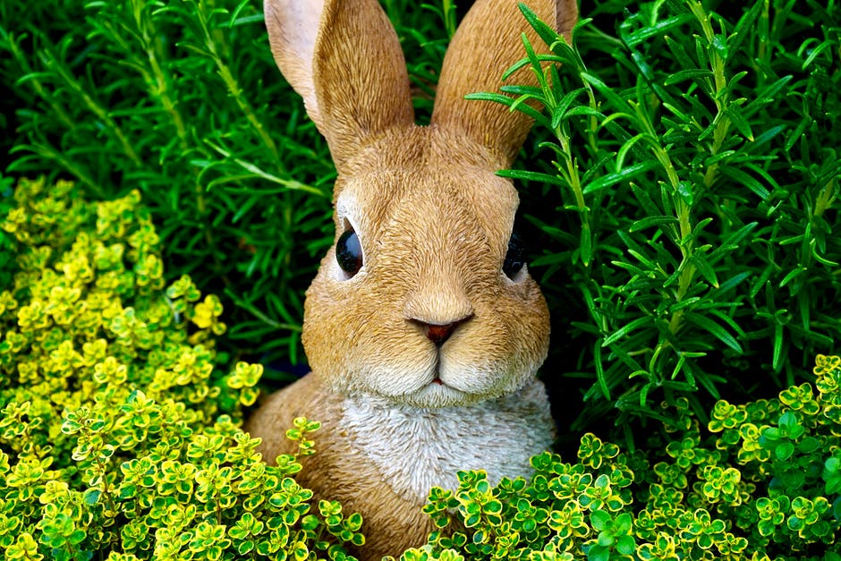 兔子的高清照片-可爱的耳朵