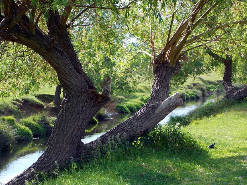 树枝-颜色-小溪的照片