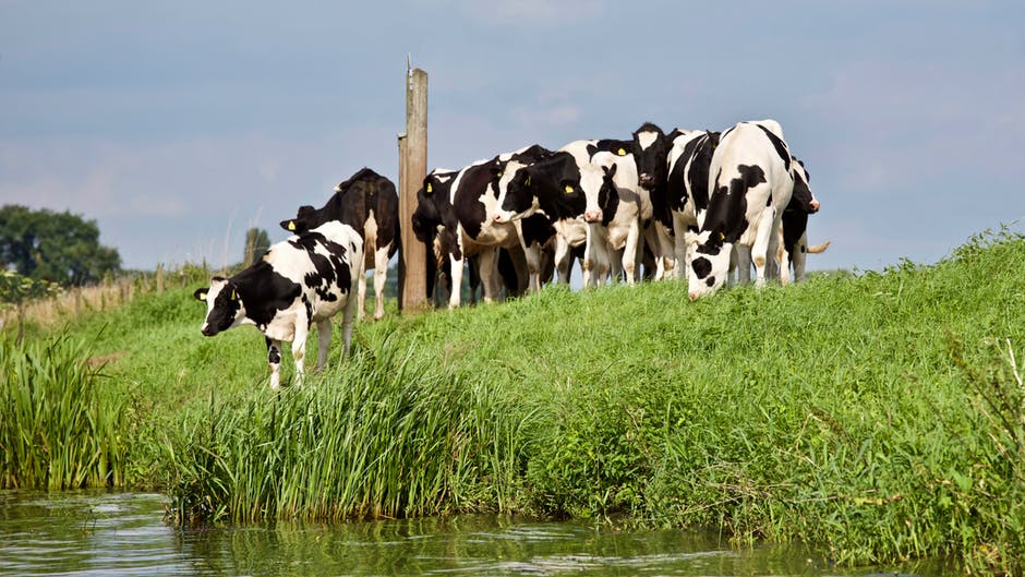 农业-动物-动物摄影高清照片