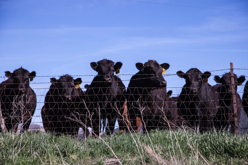 农业-动物-牲畜高清照片