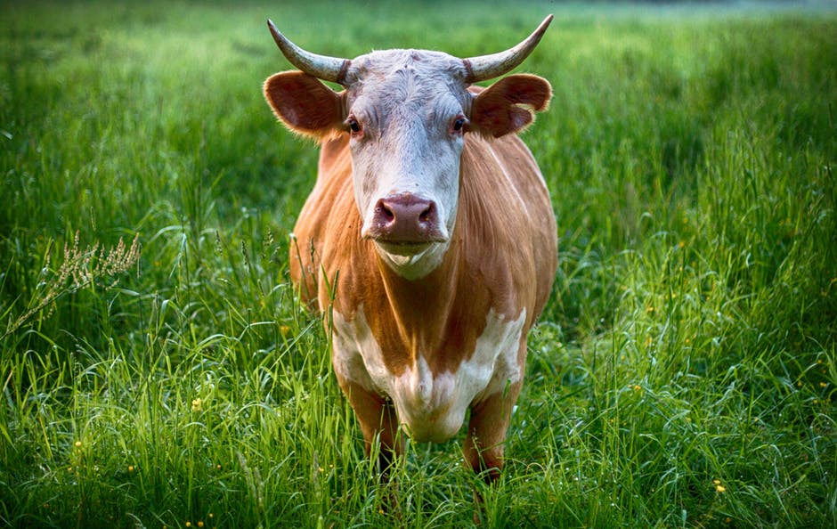 农业-动物-牲畜高清照片