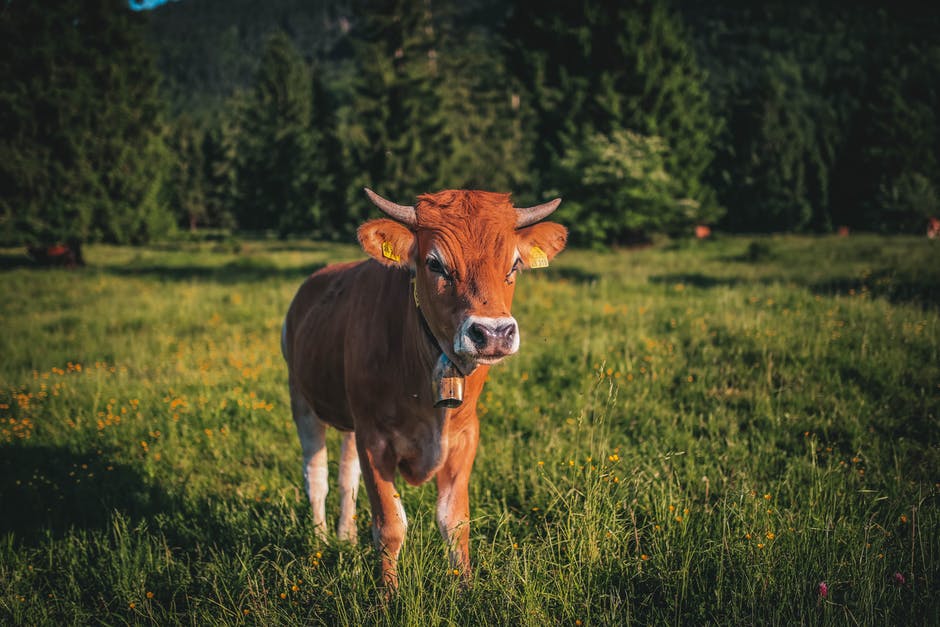 农业-动物-贝尔高清照片