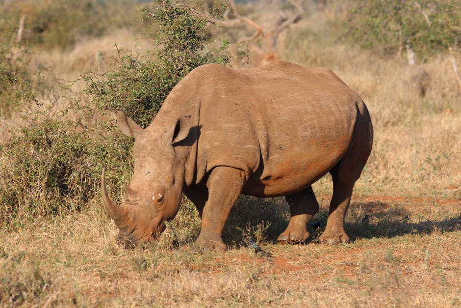 非洲-动物-野蛮高清照片