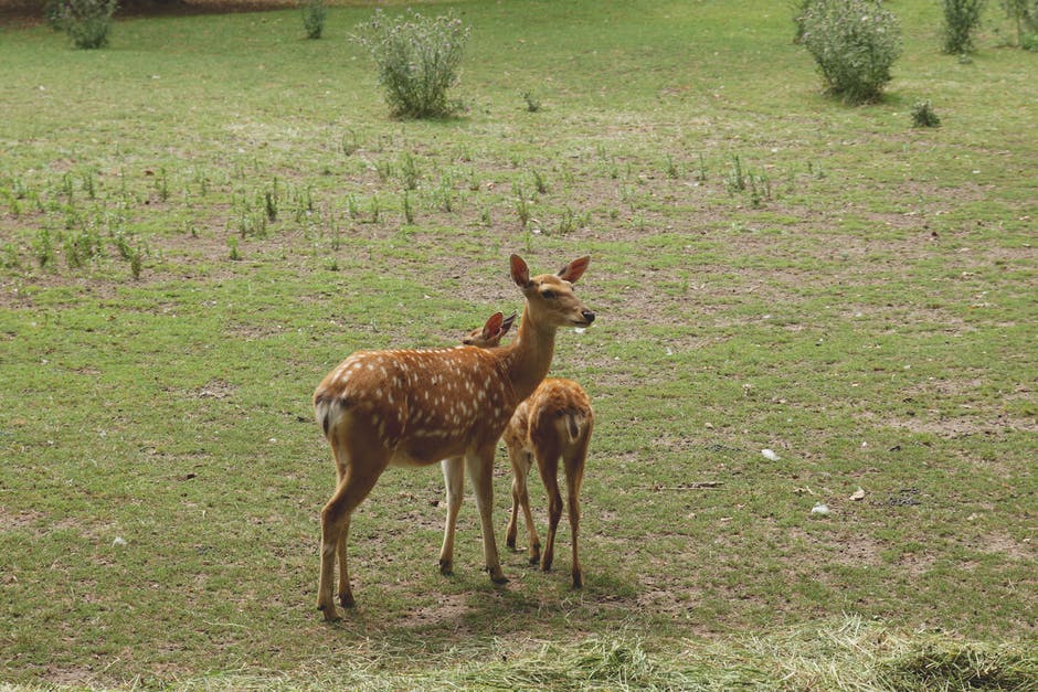 动物高清照片-可爱-鹿