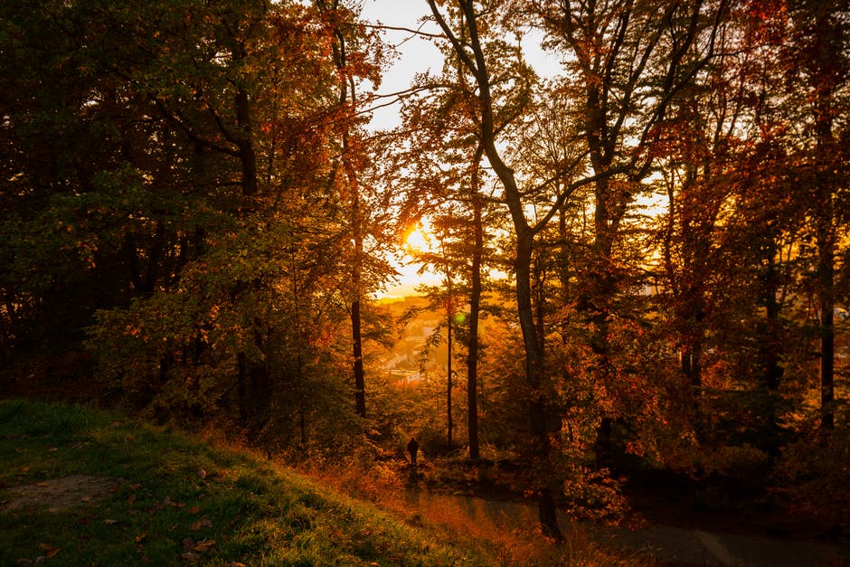 秋天-秋天的树叶-树枝的高清照片