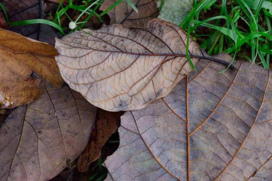 秋季高清照片-棕色-干燥