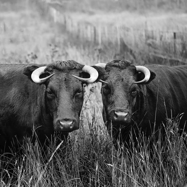 高清农业-动物-黑白照片