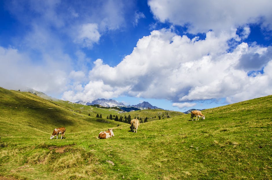 高清农业-阿尔卑斯山-动物图片
