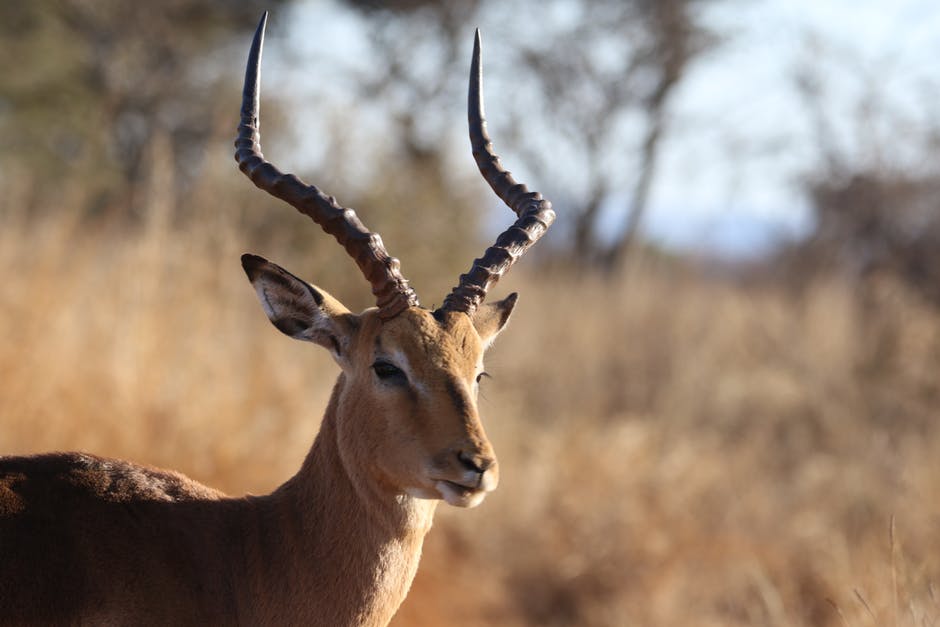 高清动物图片-动物摄影-antelope