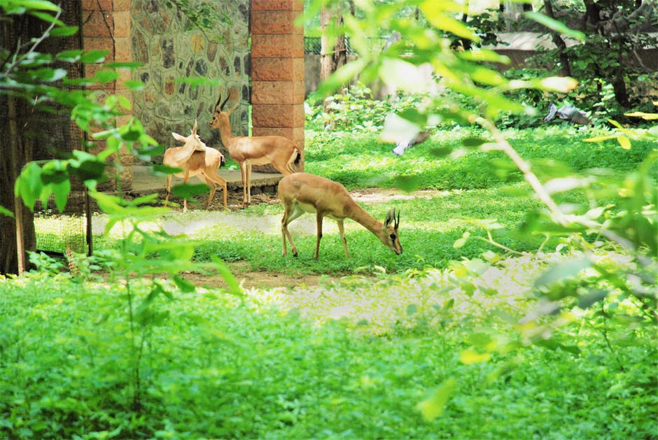 动物-动物-鹿茸高清照片
