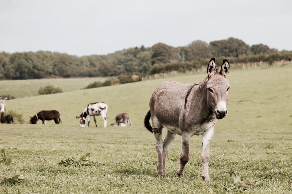 农业-动物-动物摄影高清照片