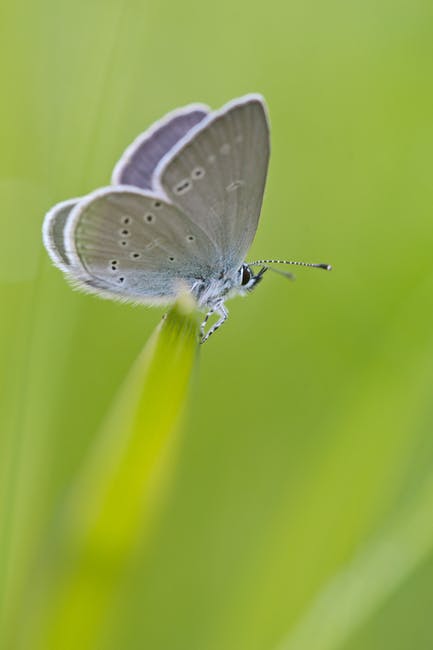 Gray White Moth栖息在青草上