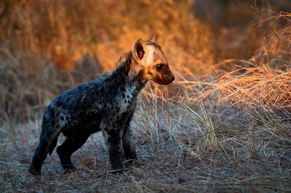 可爱-动物-小鬣狗高清照片