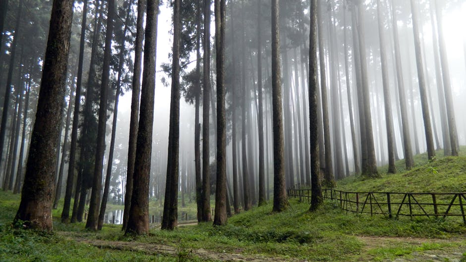 雾林高大树木绿草场高饱和摄影