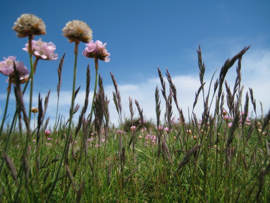 白昼蓝天下绿野上的粉色花