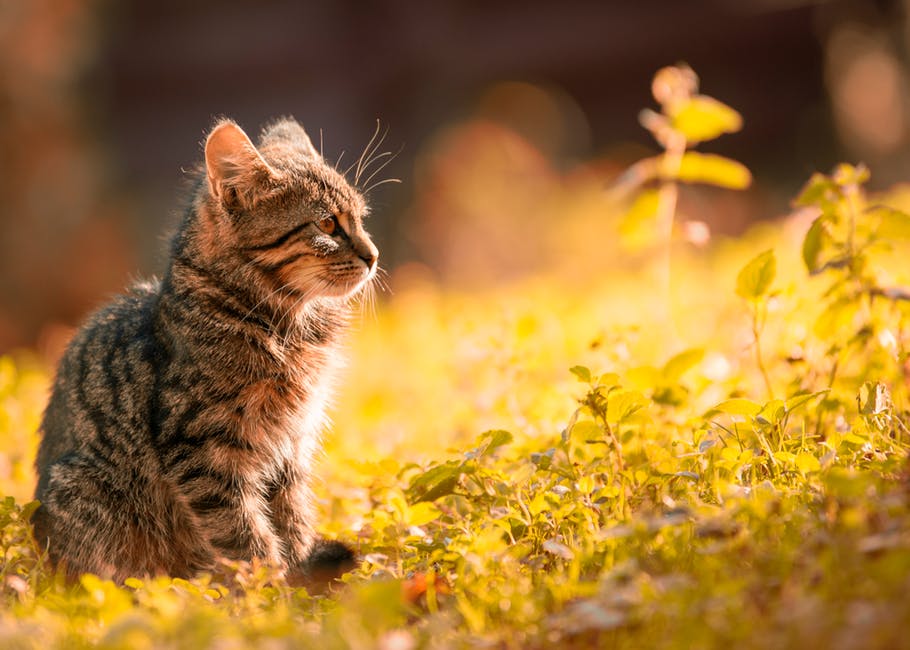 小猫坐在草地上