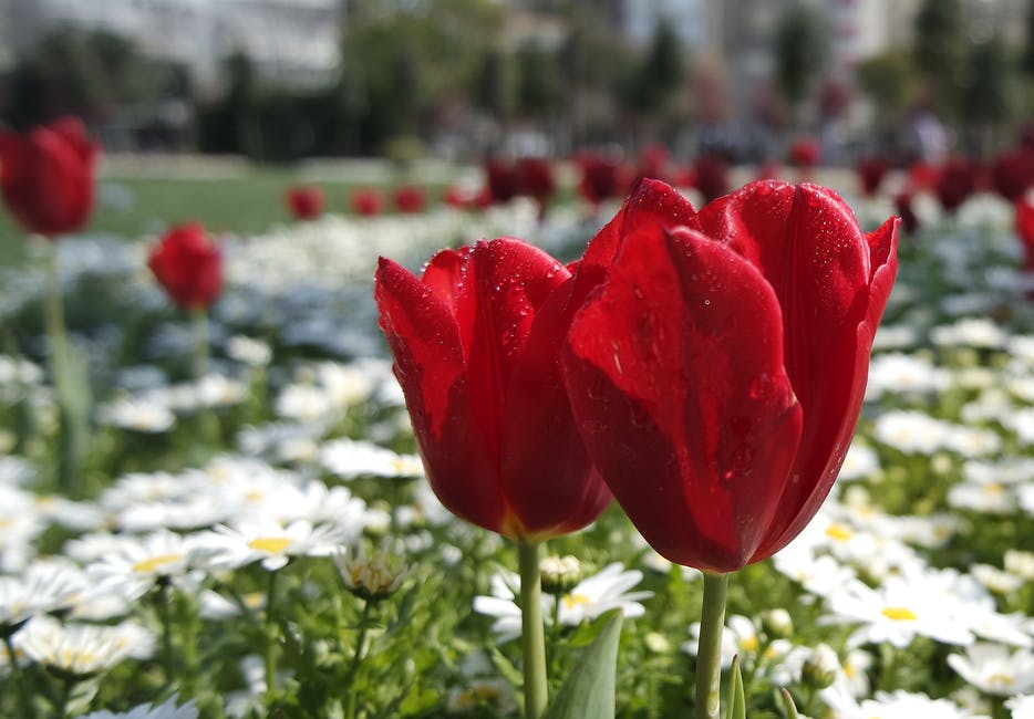 白色雏菊的红色花瓣花