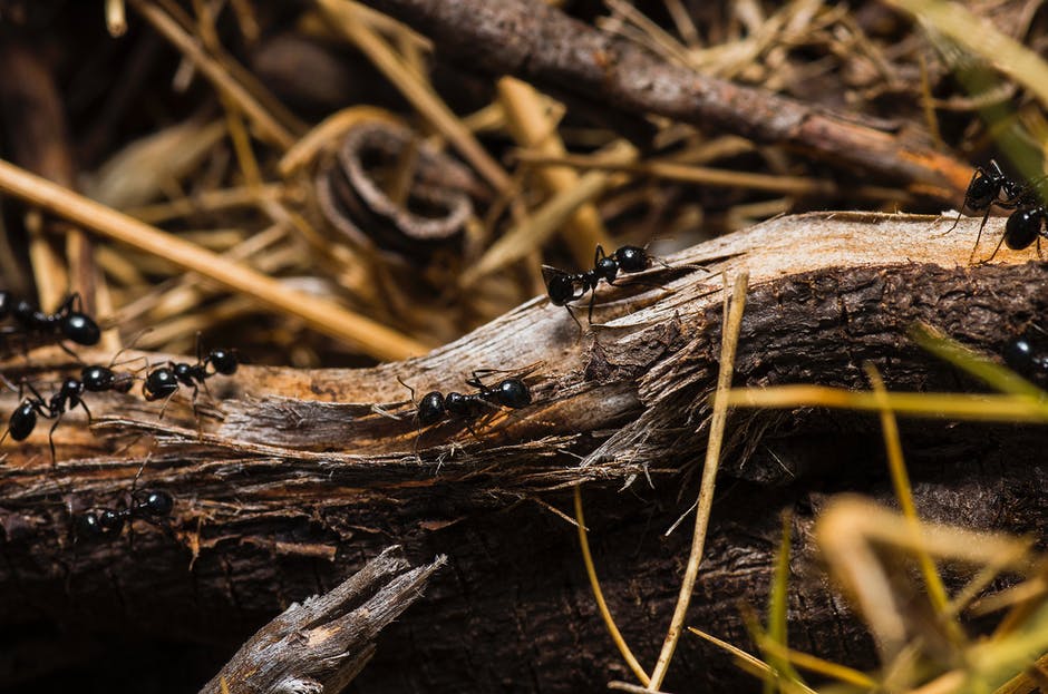 Brown Tree Trunks的黑蚂蚁