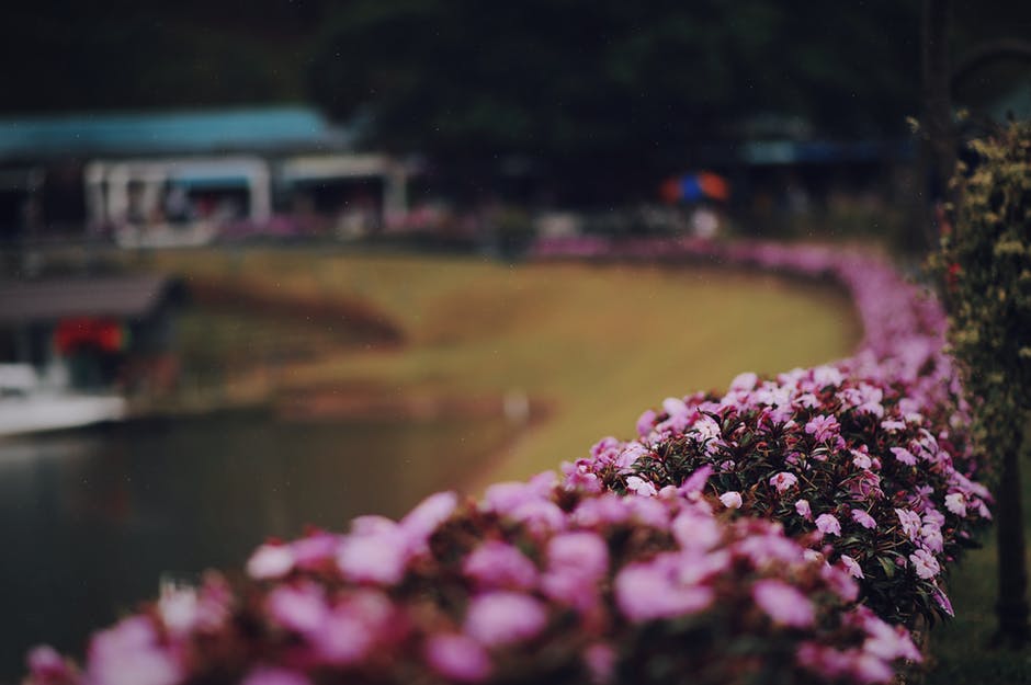 粉红花卉的宏观摄影