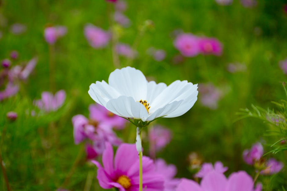 White Petaled Flower的选择性聚焦摄影
