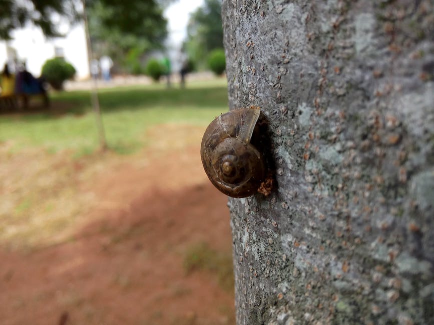 树干褐蜗牛的浅聚焦摄影
