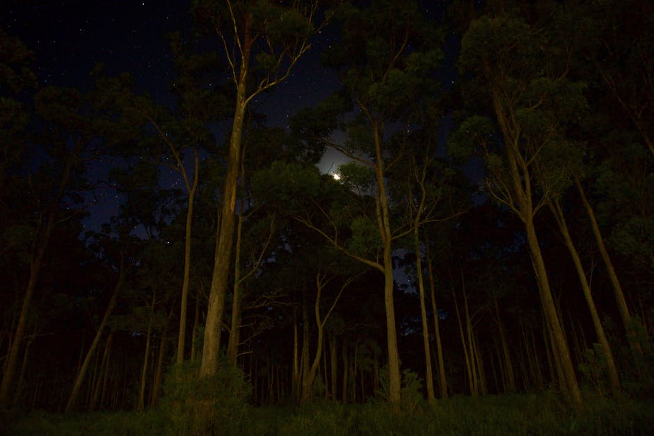 夜间绿叶林木