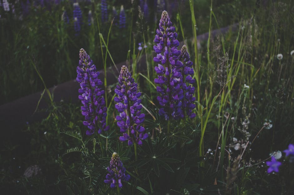 被Green Grass包围的紫色花瓣花