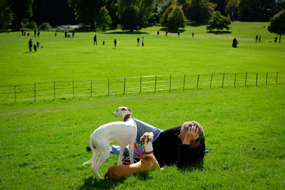 绿草地上的白棕色狗