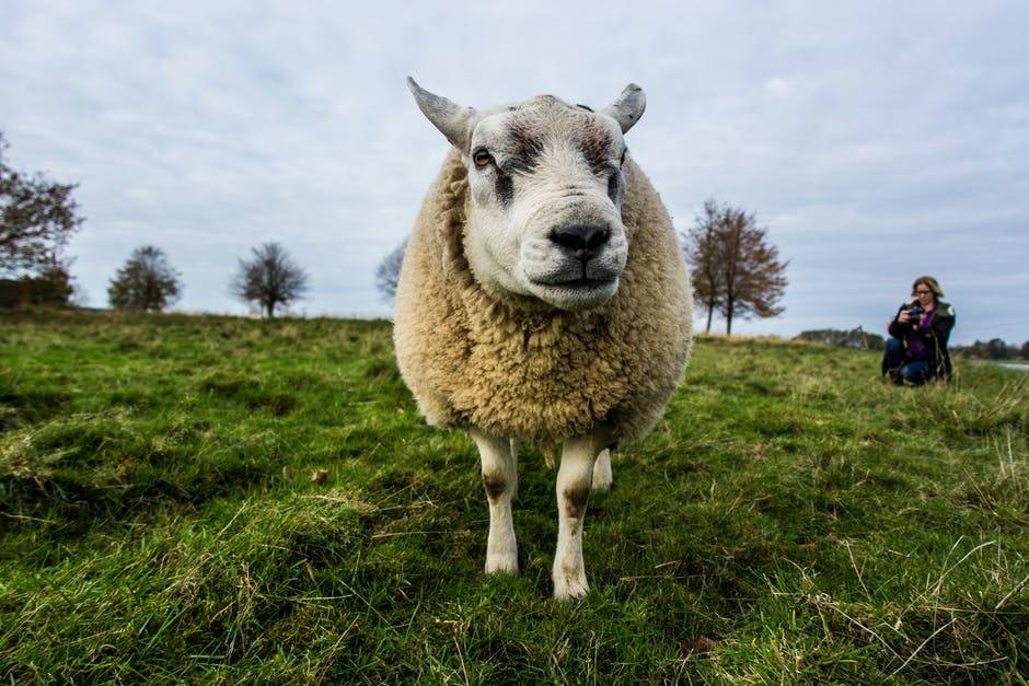 灰天草地上的米色绵羊