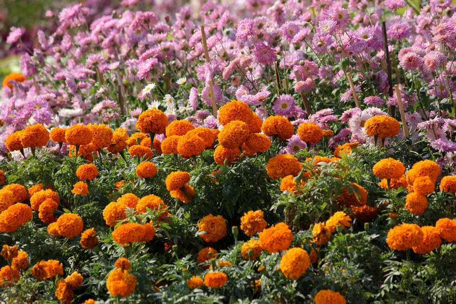 橙色与Pink Petaled Flowers