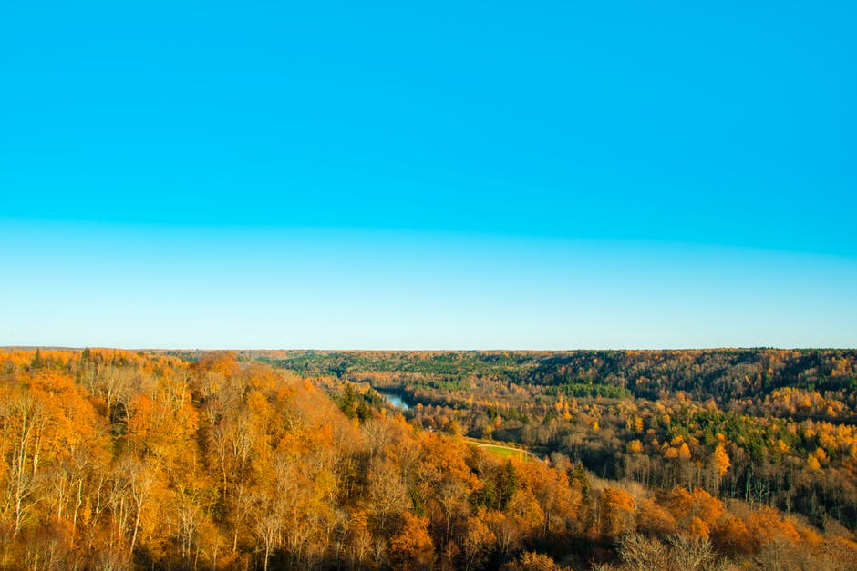 蓝天下棕色森林的景观摄影
