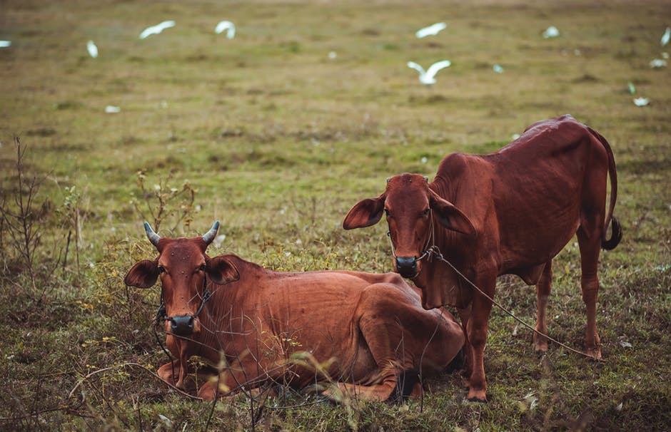 草地上的两只棕色母牛