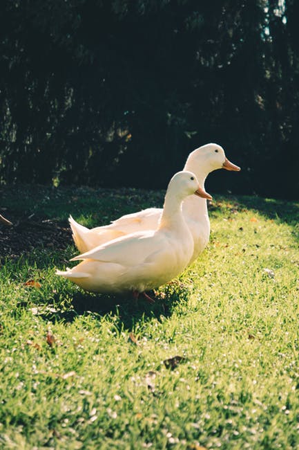 青草地上的两只白鸭子