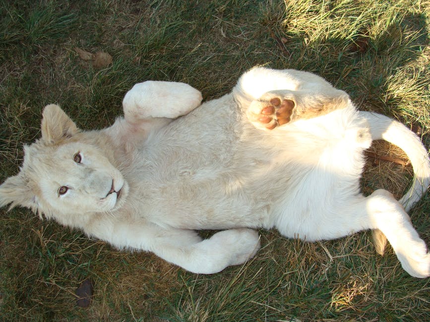 白虎躺在草地上