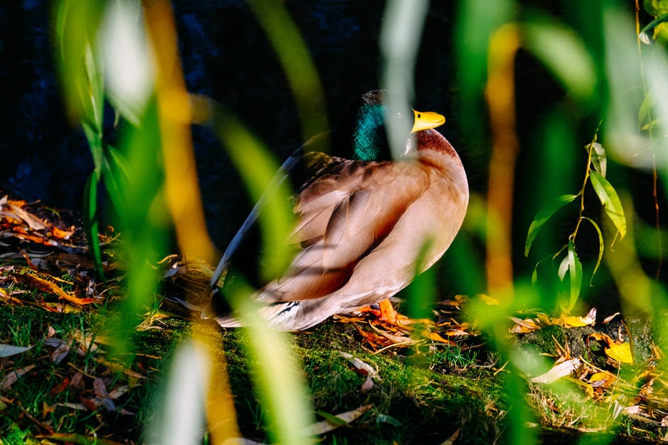 绿色植物中褐绿鸭的摄影