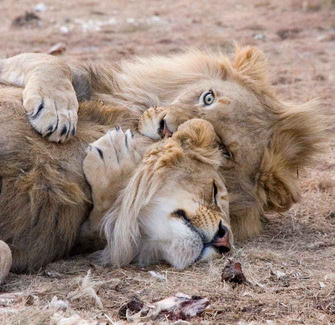 躺在草地上的两只棕色狮子